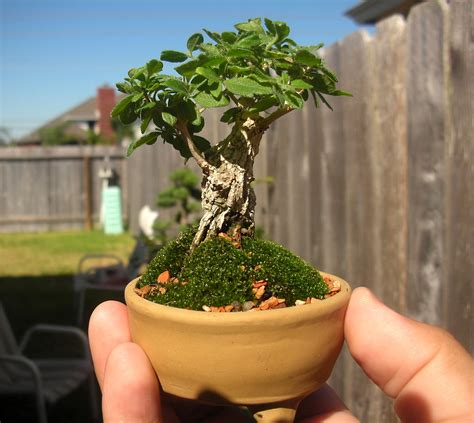 Twisted trunk and exposed roots give the appearance of great age.contents: Unknown Miniature bonsai tree | I don't know what type of ...