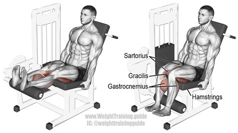 The exercise is specially useful for people who due to some reason cannot perform squats. Seated leg curl exercise instructions and video | Weight ...