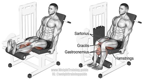 The leg muscles are organized in 3 groups: Seated leg curl exercise instructions and video | Weight ...