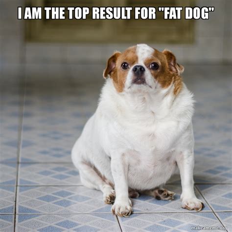 40+ memes and posts for maximum. Fat Dog Meme - 105 Ever Green Dog Memes / 50+ funniest 🤣 ...