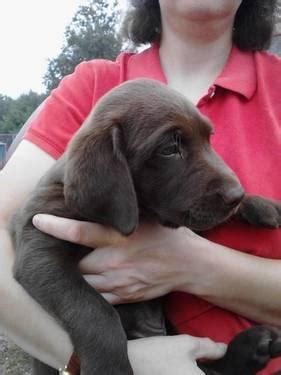 These litters are available for deposit. AKC Chocolate Lab Puppies for Sale in Toledo, Ohio ...