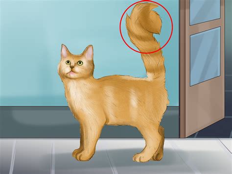 4 Ways to Stop an Aggressive Cat - wikiHow