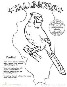 See more ideas about coloring pages, coloring books, colouring pages. New York State Bird | New York State | New york, U.s ...