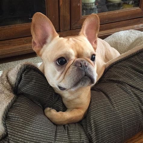 French bulldogs can be quite bullish and stubborn so it's important for owners to express their authority early on. Are you one of the pug lovers or french bulldog lovers ...