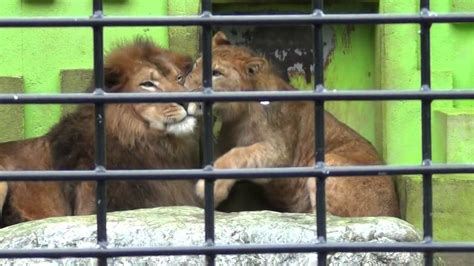 在動物園散步才是正經事 (joi dung mat yun saan bou choi si jing ging si). 釧路市動物園 仲良しライオン親子 - YouTube