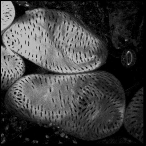 New approaches to providing more patient spe scale production of therapeutic proteins. Light determines the genes that function in plant growth ...