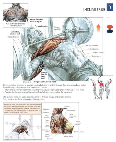 Attached to the bones of the skeletal system are about 700 named. 54 best images about Anatomy & Physiology of Weightlifting ...