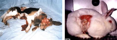 Maybe you would like to learn more about one of these? Samsara: The Disturbing World of Animal Testing