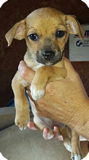 Is it time for puppy. Hagerstown, MD - Chihuahua Mix. Meet Oma a Puppy for Adoption.