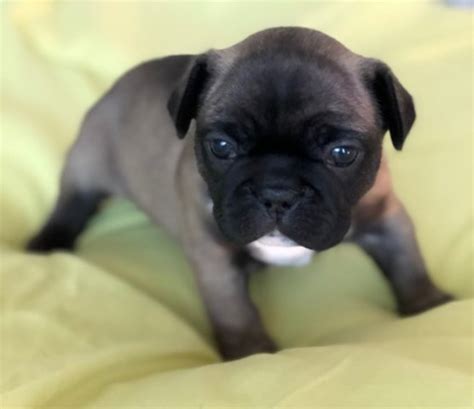 Nationwide ground delivery or flight nanny services available! French Bulldog puppy dog for sale in West Palm Beach, Florida
