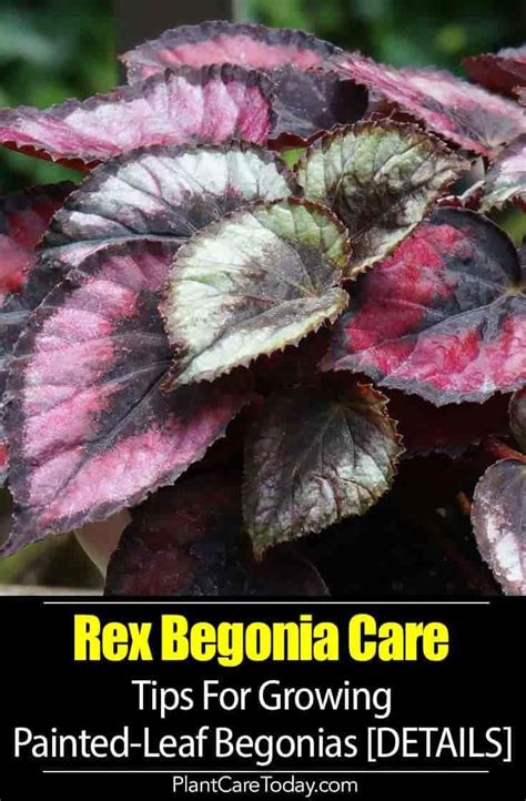 New leaves will grow soon after. Painted-Leaf Begonia Care: Tips For Growing Rex Begonia ...