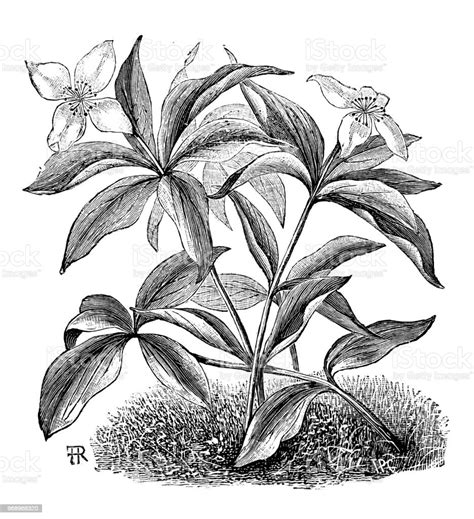 Botany Plants Antique Engraving Illustration Cornus Canadensis Canadian ...