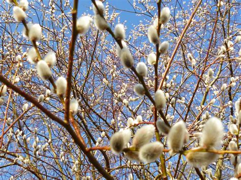 Maybe you would like to learn more about one of these? 29 Standard Cotoneaster Cornubia | Doodle imagenow