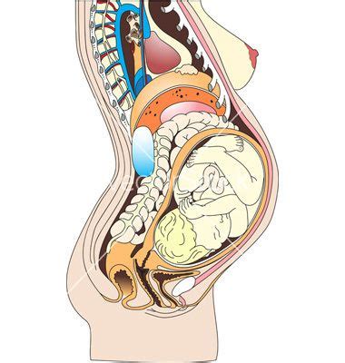 Before we begin drawing out the body types, we will start by creating a base that we'll flesh out with the body types in the following steps. Pin on Anatomy