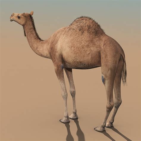 Just click on the icons, download the file(s) and print them on your 3d printer. Camel animated 3D Model in Other 3DExport