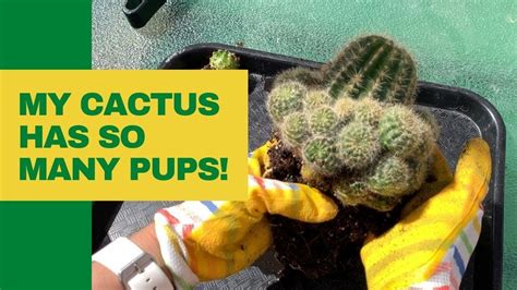 Well look no further than this tutorial on how to grow a cactus plant. Pin on zen garden