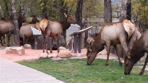 Rutting — present part of rut webster's new international english dictionary. RMNP Elk Rutting Season 2019 - YouTube