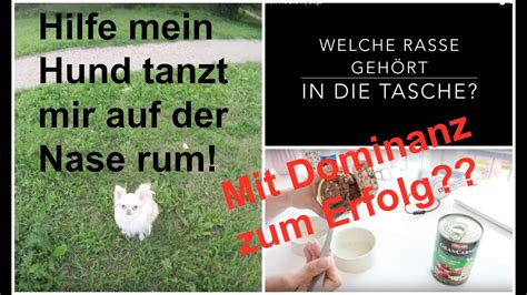 Wer den gemeinsamen hund behalten darf und warum tiere zum hausrat zählen können, erfahren sie hier! Wie erziehe ich einen Hund | Mit Konsequenz und Dominanz ...