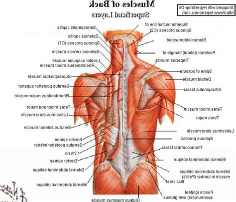 This is a table of skeletal muscles of the human anatomy. Lower Back Anatomy Pictures . Lower Back Anatomy Pictures ...