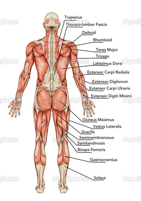 A detailed guide to understanding how muscles and bones interact, and how common injuries and conditions occur. anatomy of body | Body anatomy, Body muscle anatomy ...