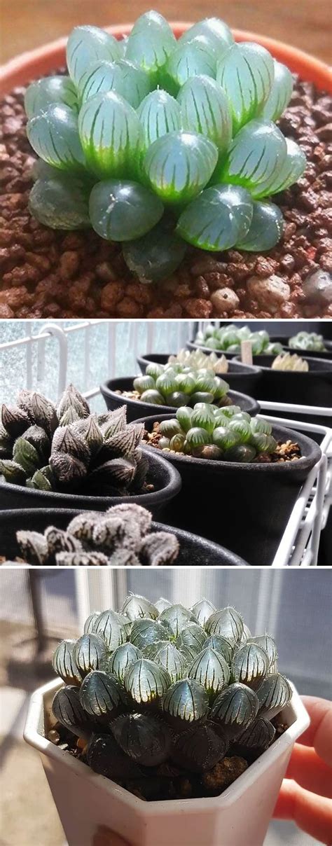 Create unique diy planters for a perfect succulent home decor. 30 Unique Types Of Succulents You've Probably Never Heard ...