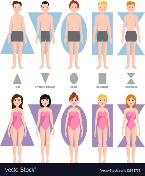 A thermoconforming organism, by contrast, simply adopts the surrounding temperature as its own body temperature, thus avoiding the need for internal thermoregulation. Different body shape types Royalty Free Vector Image