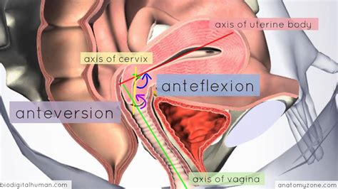 Illustrated atlas of thefemale abdominal. Female Anatomy Of The Abdomen