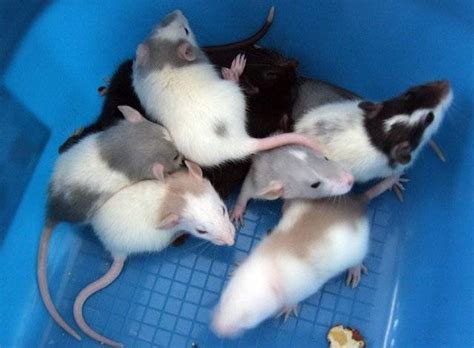 Give a healthy rat a home. Georgous Baby Top Ear and Dumbo Rats FOR SALE ADOPTION ...
