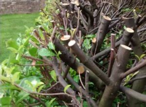 Newly planted privets can be trained by cutting back 3 inches for every foot of new growth. Laurel Hedging | Buy Laurel Hedge Plants Online | Hopes ...