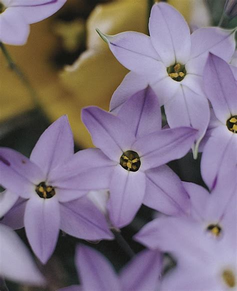 Fiore violetto, riyadh, saudi arabia. Ipheion uniflorum - Scopri i bulbi da fiore