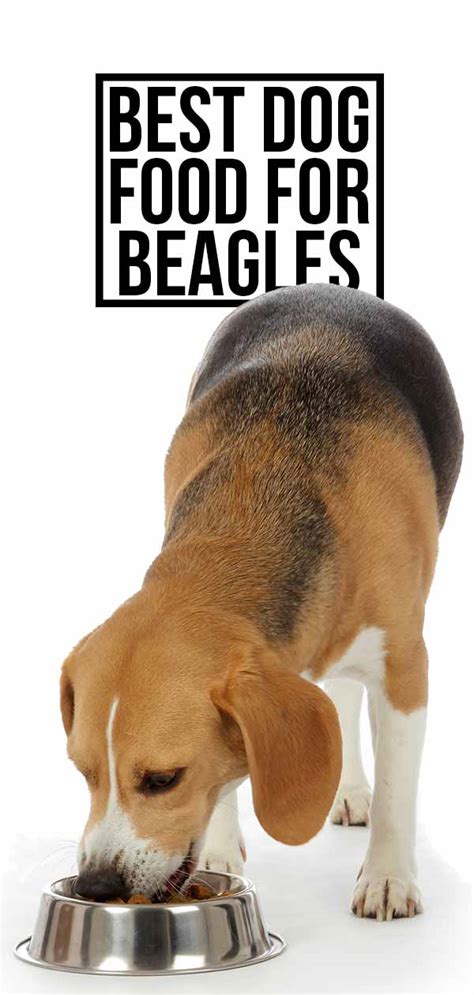 Beagles are prone to becoming overweight. Best Dog Food For Beagles - Healthy, Tasty Choices