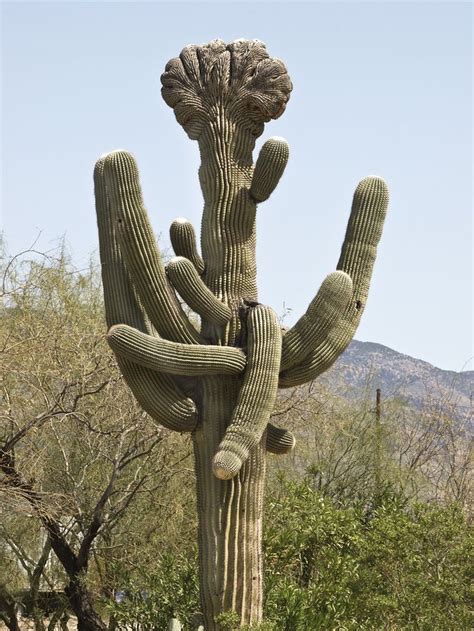 Wear heavy gloves when handling the saguaro cactus to avoid injury. unusually shaped saguaro cactus