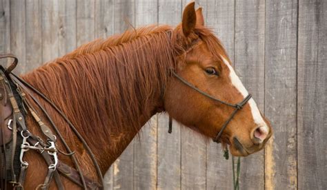 Mature lady rides his young man !! 21 Celebrities That Own Horses | Helpful Horse Hints