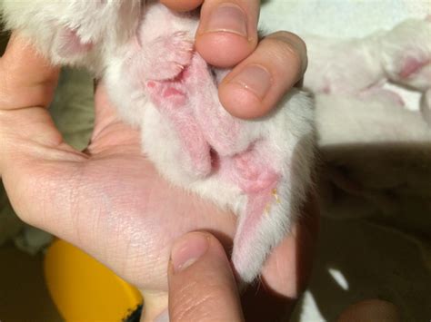 Aber ab wann kann man im ultraschall wirklich das geschlecht des babys bestimmen? Hallo, unsere Siamkatze hat gestern 5 Kitten zur Welt ...