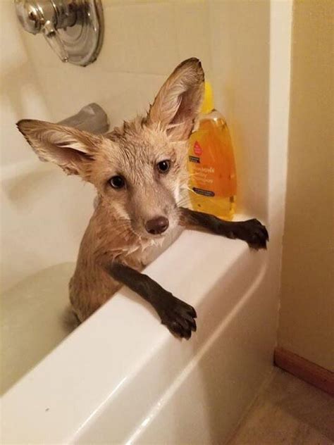 It's a great experience that all moms and dads treasure. Why you do this hoomin? (Baby fox in bath.) : foxes