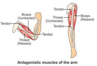 It is the weakest type of muscle but smooth muscles in the gastrointestinal or gi tract control digestion. Selina Concise Biology Class 9 ICSE Solutions Movement And ...