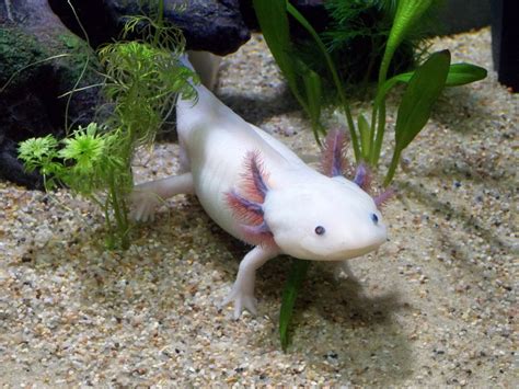 Detailed practical, scientific, and photographic information about the axolotl (ambystoma mexicanum), the mexican salamander. Axolotl Colors - Basic & Special & Rare COLORS | PetShoper