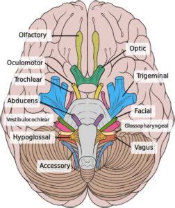 The 12 cranial nerves are the abducent, accessory, facial, glossopharyngeal, hypoglossal the cranial nerve functions are broken up into managing different aspects of your body's daily tasks from. Cranial Nerves: Nature, Origin and Distribution, Functions ...