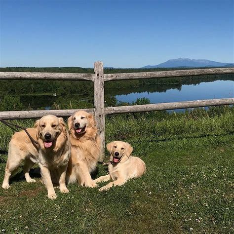 In the uk you won't get a lot of change from £1000 for a purebred goldie pup. Maine golden retrievers father and puppies enjoying the scenic view of Mt. Katahdin! (With ...