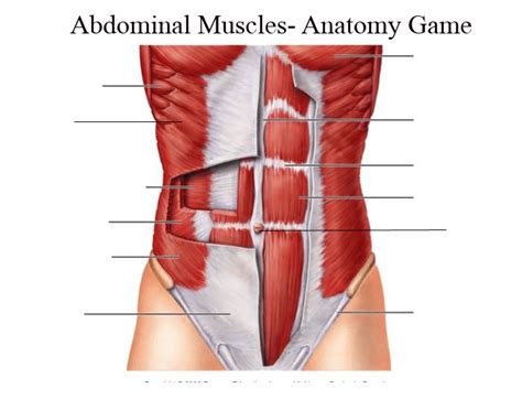 Its lower boundary is the upper. Abdominal muscles - Anatomy Game