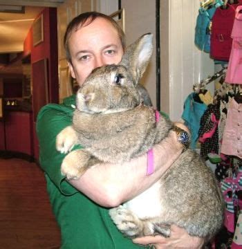 Dwarfism is a genetic condition that may occur in humans and in many animals, including rabbits. The real Easter Bunny (With images) | Pet bunny, Giant ...