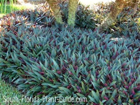 These plants were selected by our. Groundcover Plants