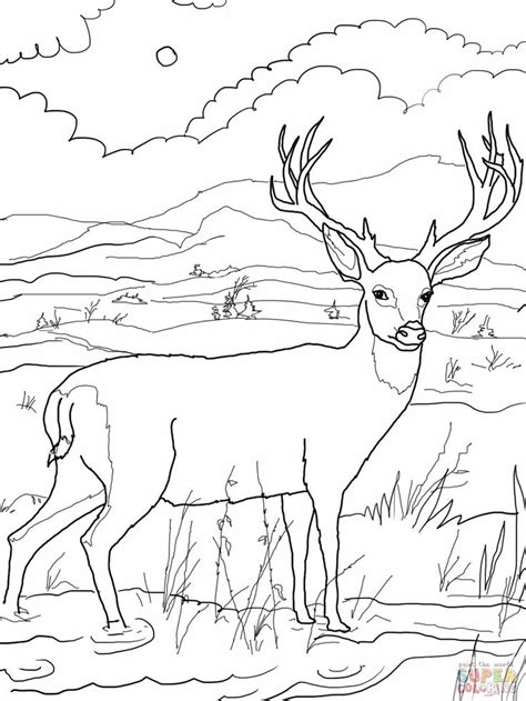 Whitetail deer coloring pages are a fun way for kids of all ages to develop creativity, focus, motor skills and color recognition. Pin on dessin