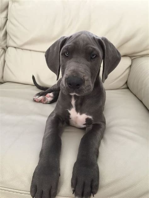 Dollar tree store at albemarle in albemarle, nc. Ashleigh | Pawshake | Dane puppies, Great dane dogs, Dane dog