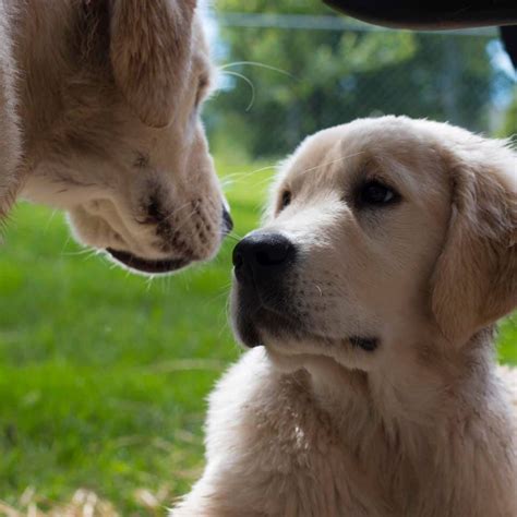 English golden retriever puppies missouri. Is your home a "Forever Home"? (With images) | English ...