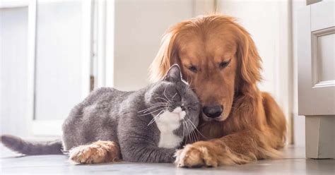 What a great way to celebrate how important our pets are! National Pet Month 2019 - National Awareness Days Events ...