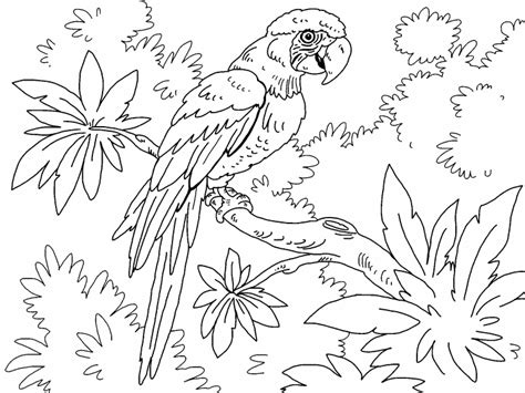 Red ball to the rescue! Macaw coloring page - Coloring Pages 4 U