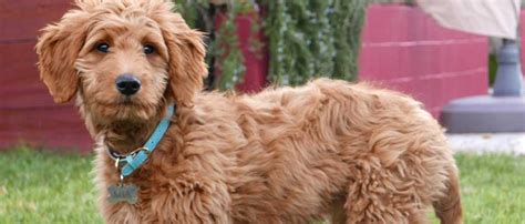 How to groom a labradoodle? How to Groom a Goldendoodle: Step by Step Guide ...