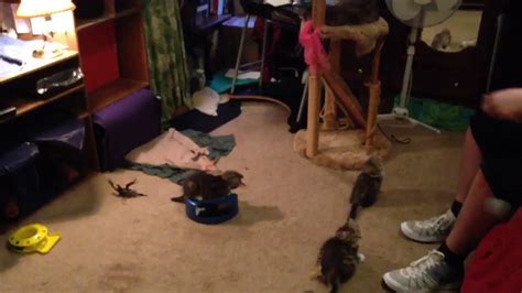 Hypoallergenic cats for sale melbourne. Kitten Cam | hypoallergenic Siberian kittens for sale ...