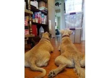 2819 woodcliffe st san antonio, texas; 3 Best Pet Grooming in San Antonio, TX - Expert ...